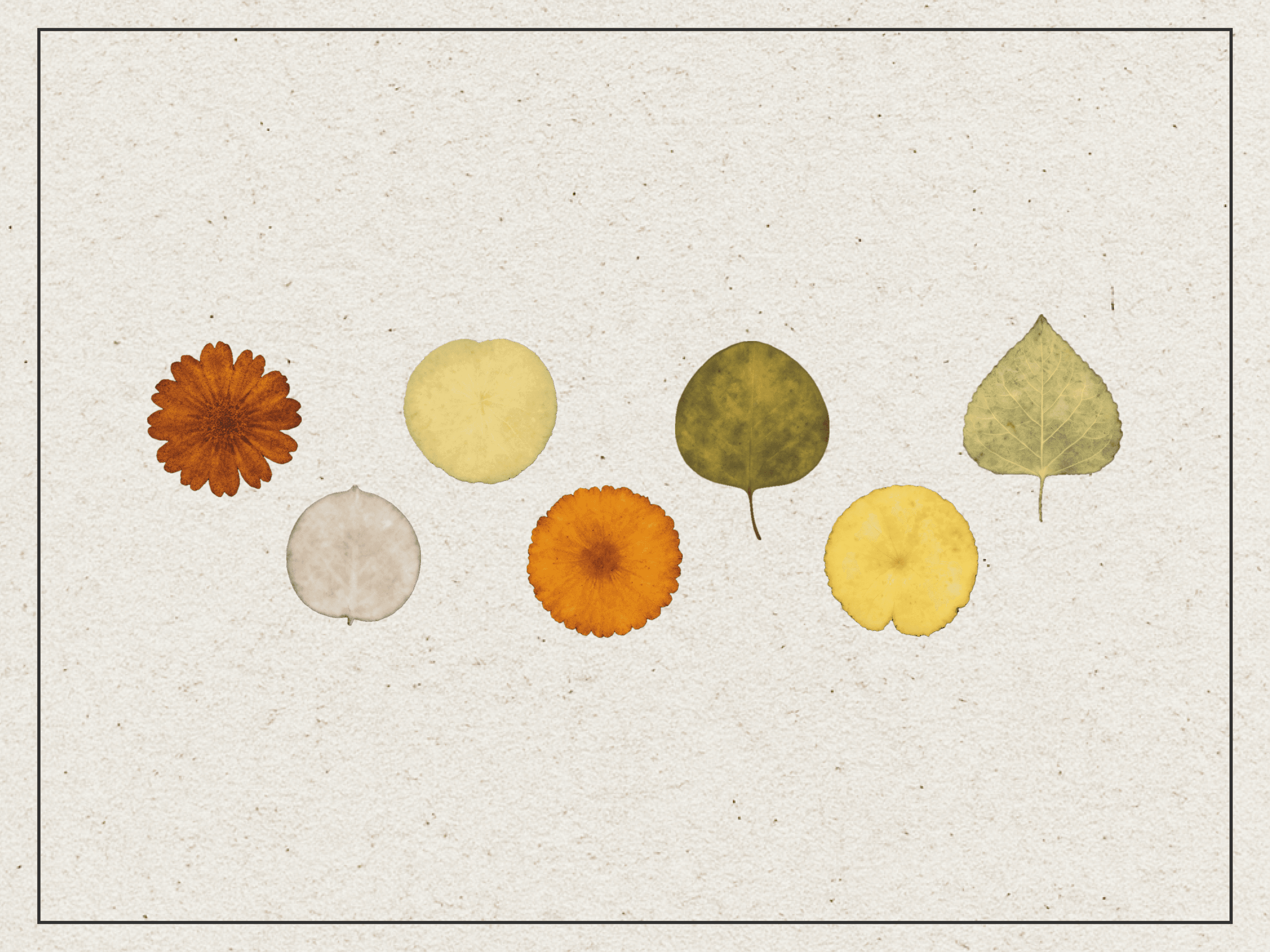 Botanical Dyeing: Winter Leaf Imprints